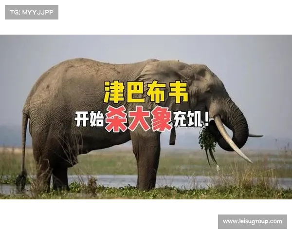 非洲足联取消津巴布韦主场资格因设施不符合标准引发关注 非洲足联取消津巴布韦主场资格因设施不符合标准引发关注